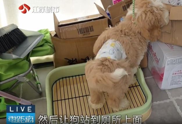 澳门今晚开奖结果+开奖记录和600一节课教狗如厕与600一节课教狗如厕没学会钱也不退