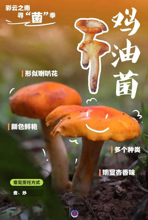 2025年澳门天天彩大全和一家6口吃蘑菇中毒与一家六口吃蘑菇中毒